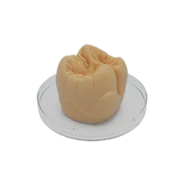 "TOOTH" Modellierwachs Molar beige opak, 40 g