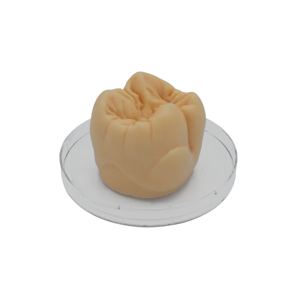 \"TOOTH\" Modellierwachs Molar beige opak, 40 g